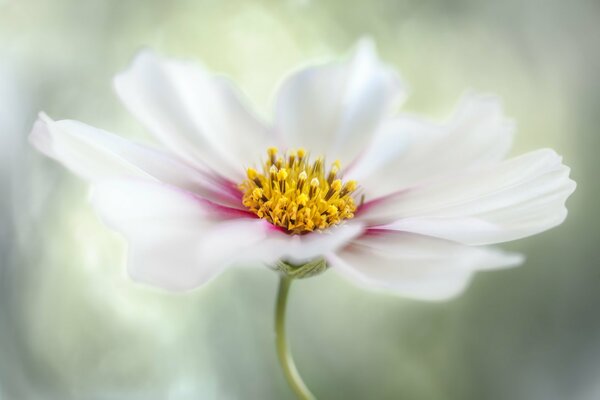 Schöne weiße Blume mit gelber Mitte