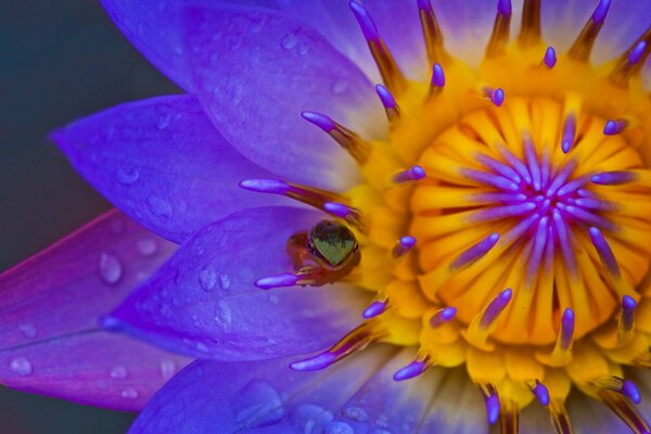 Water lily close-up