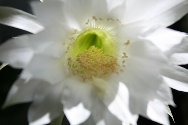 Kwiat kaktusa. Fotografia makro. Biały kwiat