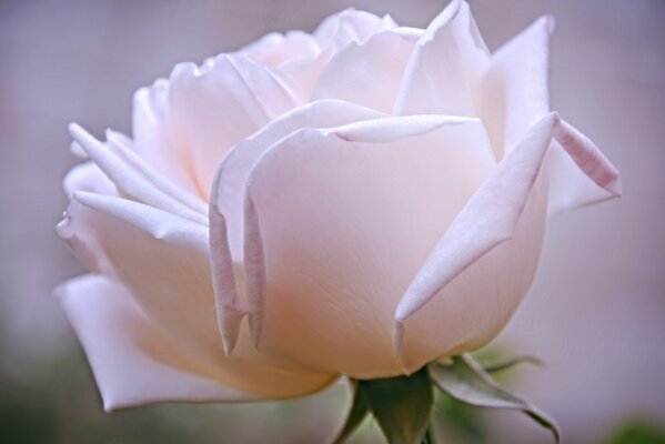 Pétales de rose pour le bain