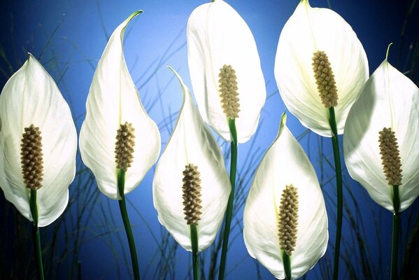 Spathiphyllum blanco sobre fondo azul