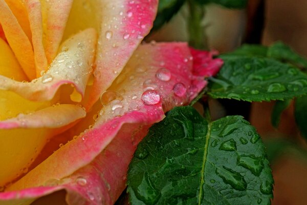 Rose petals in water drops