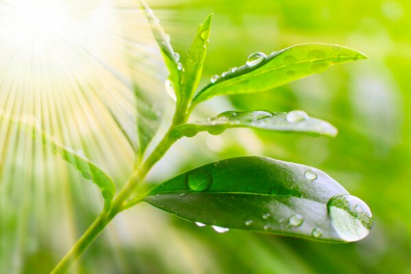 Wassertropfen auf einem Blatt