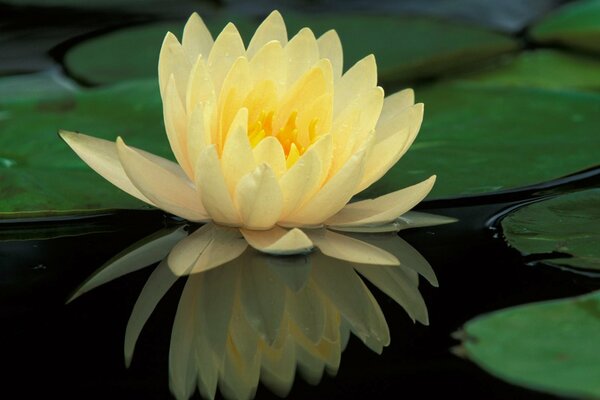 The most delicate lotus is reflected in the dark water