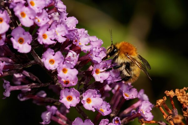 Bumblebee beve il nettare dal fiore