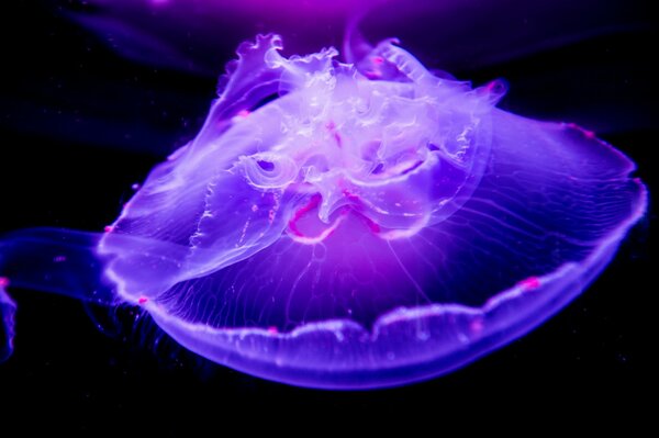 Macro image of a jellyfish in the underwater world