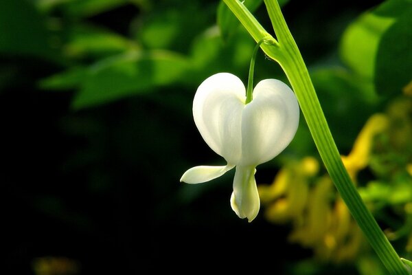 Weiße Blume auf einem grünen Zweig