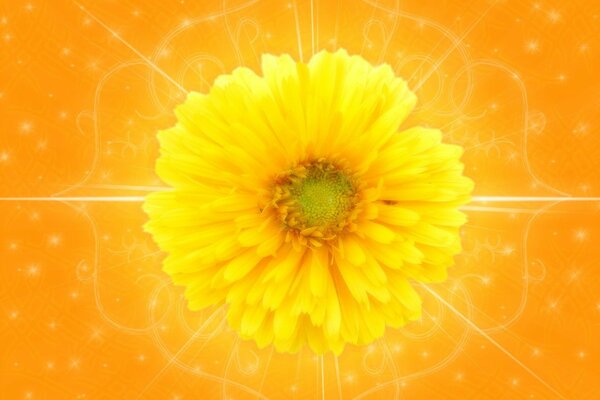 Screensaver sul desktop del fiore giallo