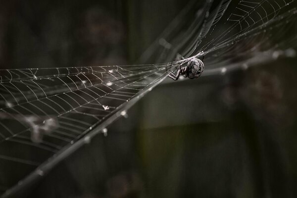 A spider in the silence of the night on its web