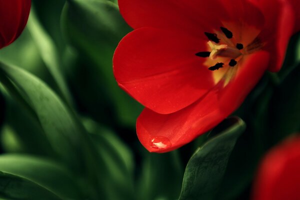 Tulipán rojo florecido con hojas verdes