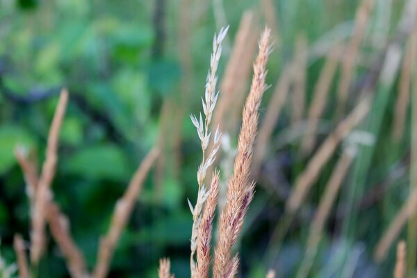 Rustic landscape. The beauty of nature