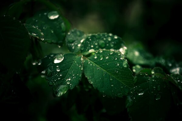 Nature is in every drop on the leaves