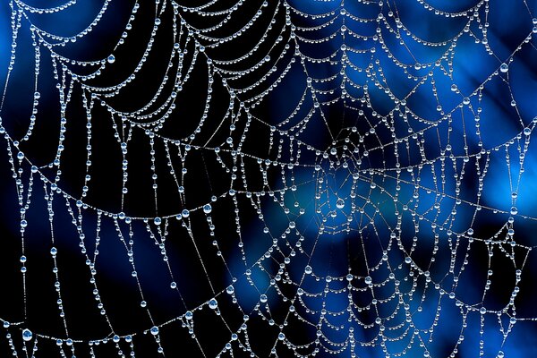 Macro shooting of a web in dew drops