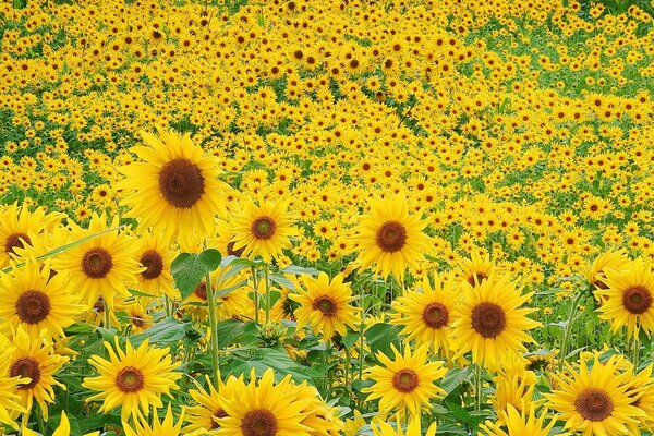 A large field of flowering sunflowers