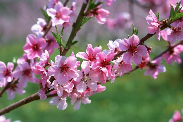 Rama de albaricoques en flor. Flores Rosadas