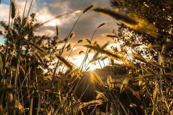 Épillets de blé dans les rayons du soleil