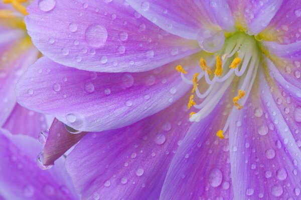 Gocce di rugiada sui petali del fiore