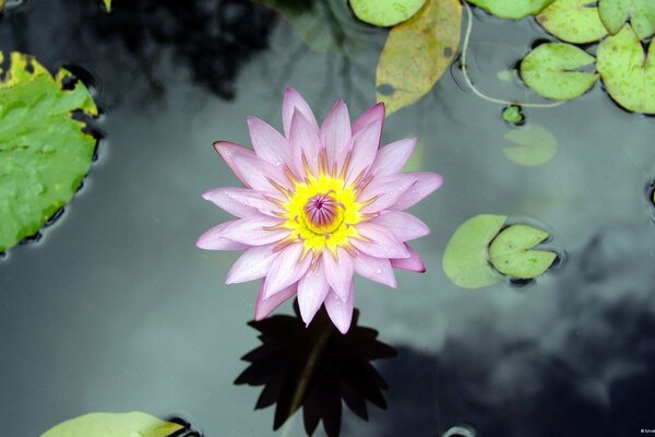 Flor de lirio en la superficie del lago