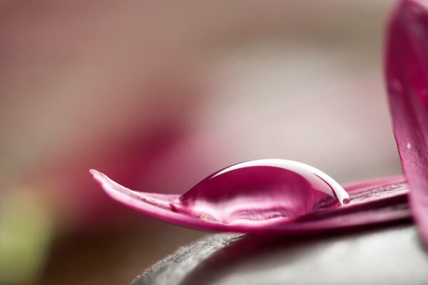 Macro photography of dew drops on a pink flower petal