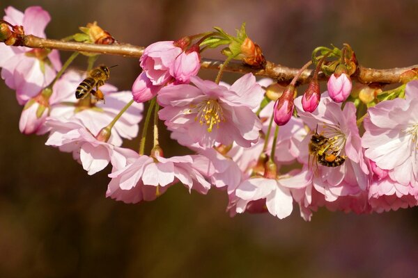 Una rama de cerezo en la que se sientan las abejas