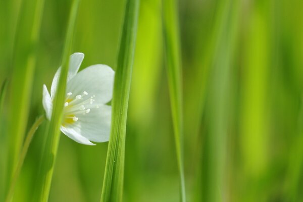 Fotografía macro de una flor blanca