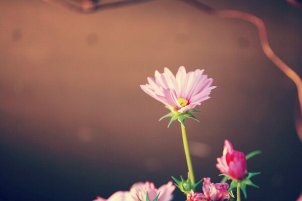 A beautiful plant with pink petals