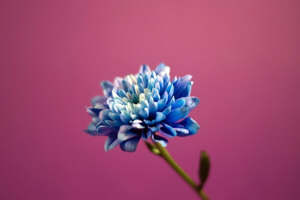 Fleur bleue sur fond lilas