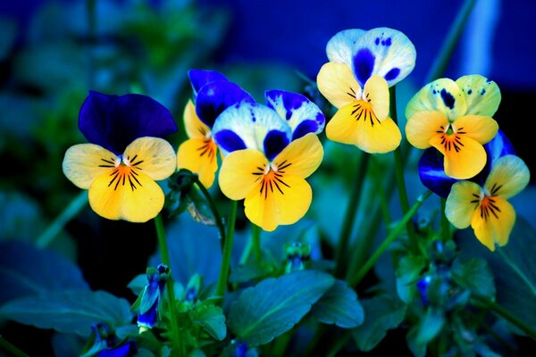 Pansies with blue and yellow petals