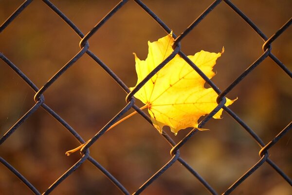 Foglia d acero autunnale nella recinzione