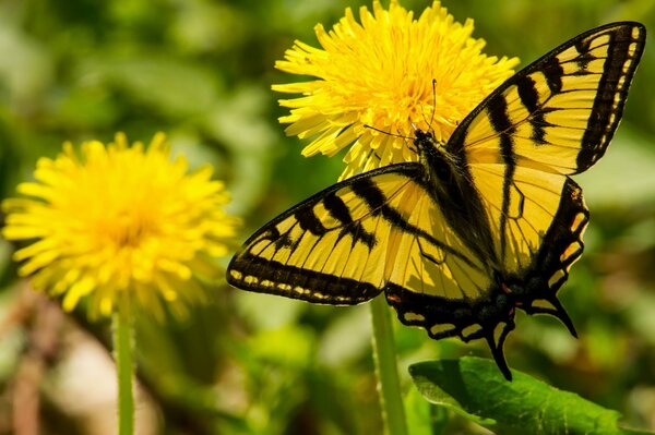 Un velero de mariposa volando sobre un diente de León amarillo