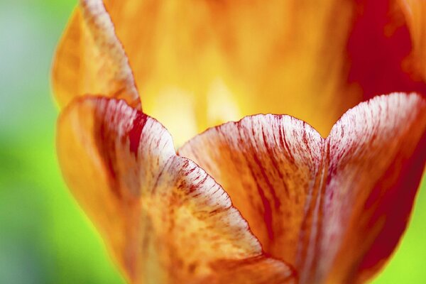 Rote Knospe. Makro. Die Blume