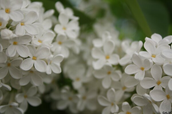 White lilac blooms in summer