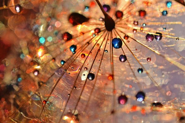 Gotas de rocío multicolores en los rayos del sol