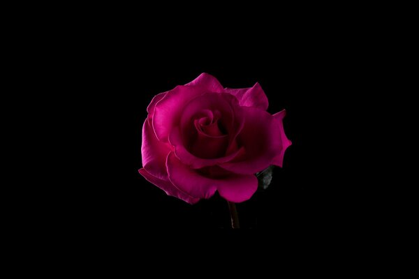 Rosa rosa su sfondo nero