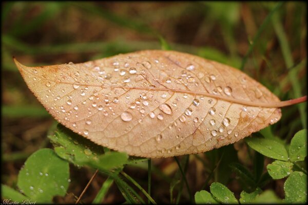 Morgentau. Herbst