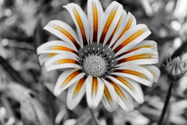 Blume mit orange weißen Blütenblättern