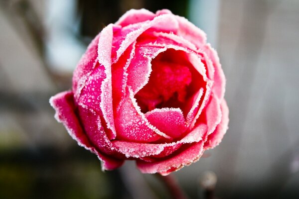 Rose en blanc givre beauté