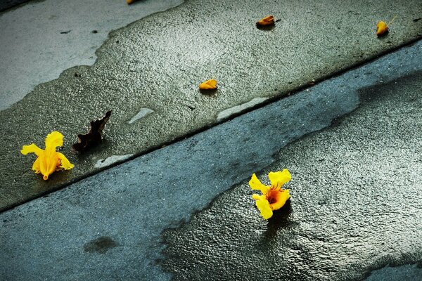 Yellow flowers on gray asphalt