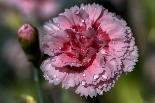 Clavel rosa con gotas de rocío en los pétalos