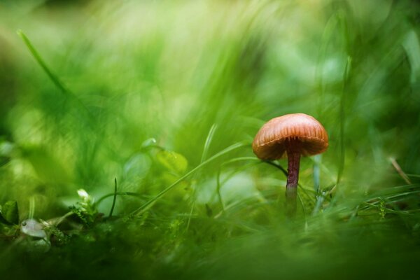 Hongo solitario en la hierba verde