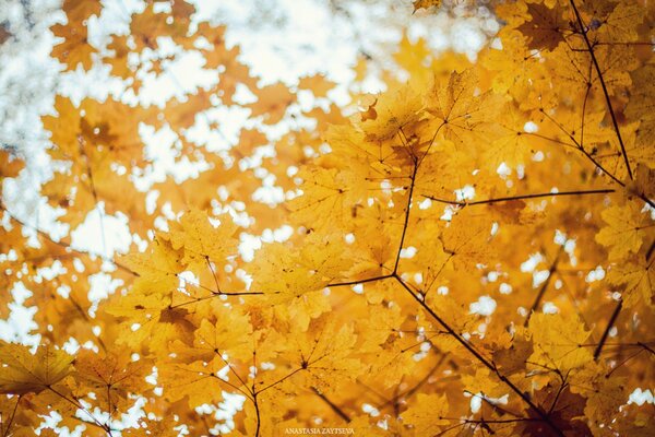 Beautiful, golden leaves on trees