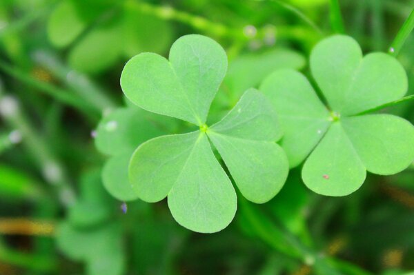 Clover shamrock on a green background