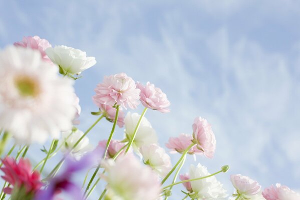 Zarte Blumen auf Himmelshintergrund