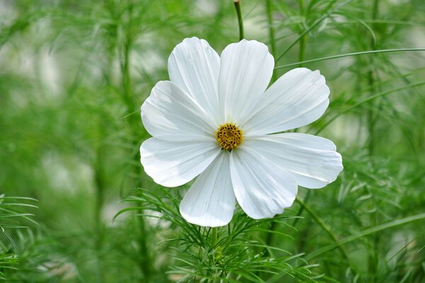 The Cosmea flower is buried in greenery