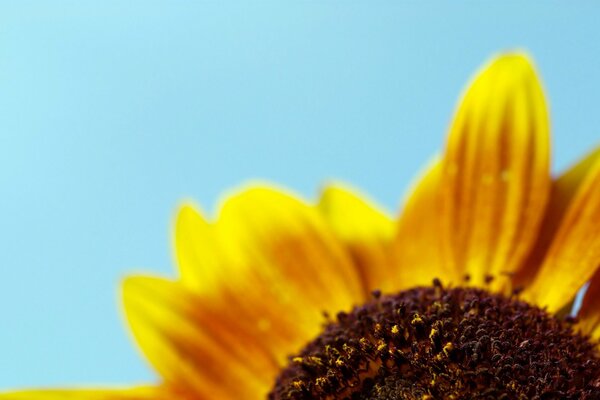 Minimalism. Yellow flower on a blue background