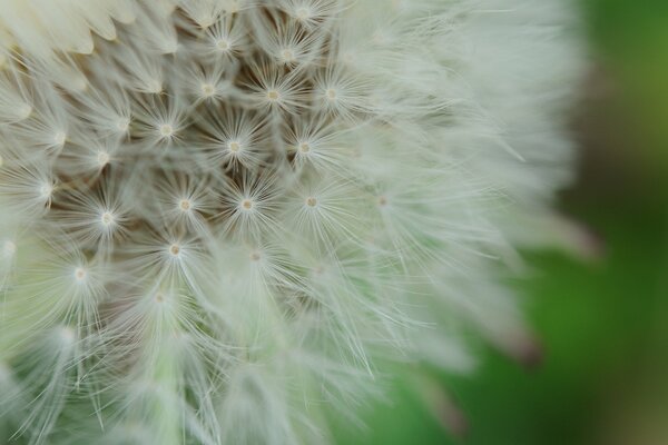 Fotografia macro di un fiore di tarassaco in natura