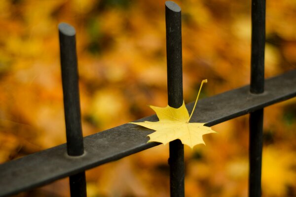 Caída de la hoja de otoño en la cerca de metal