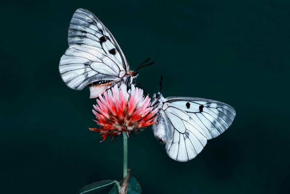 Butterflies on clover. Red porridge