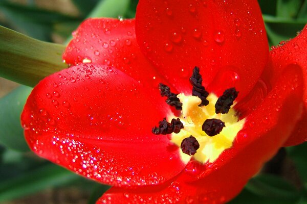 Imagen macro de la flor del tulipán