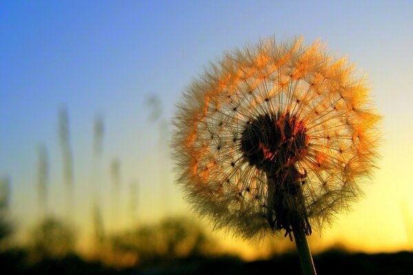 Fluffy dandelion at sunset